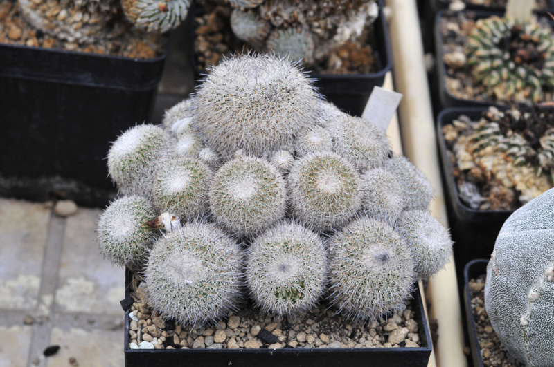 Файл:Epithelantha micromeris var. unguispina 2.jpg