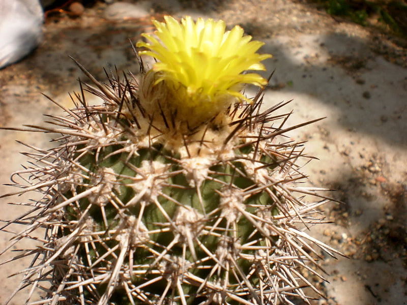 Файл:Eriosyce islayensis ssp. islayensis 4.jpg