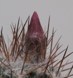 Eriosyce taltalensis v. floccosa.jpg