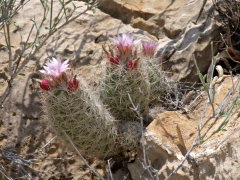 Escobaria dasyacantha ssp. dasyacantha 0.png