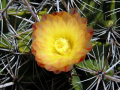 Ferocactus robustus 03.jpg