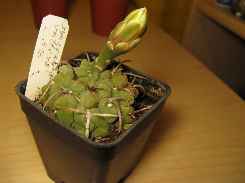 Файл:Gymnocalycium ochoterenae 2.jpg