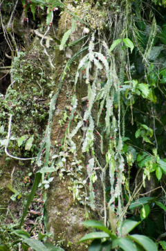 Lymanbensonia incachacana 1.jpg