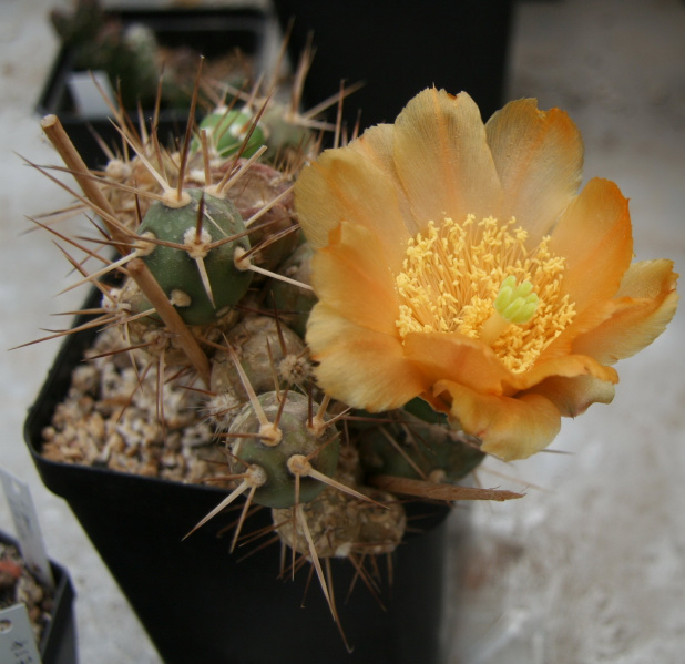 Файл:Maihueniopsis darwinii 05.jpg