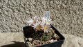 Mammillaria boelderliana