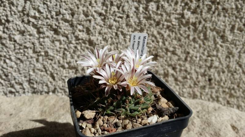 Файл:Mammillaria boelderliana 3.jpg