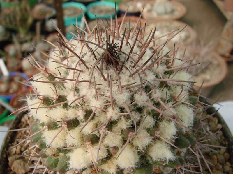 Файл:Mammillaria carnea 1.jpg