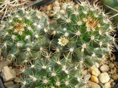 Mammillaria mammillaris 1.jpg