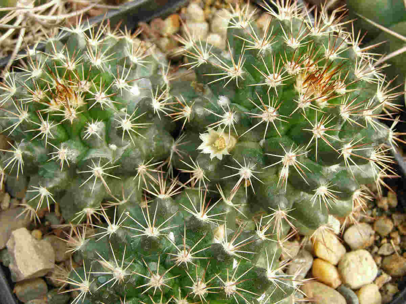 Файл:Mammillaria mammillaris 1.jpg