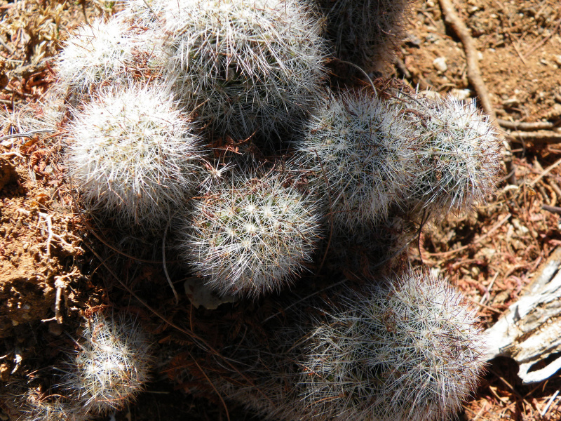 Файл:Mammillaria phitauiana h1.jpg