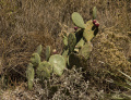 Opuntia megapotamica