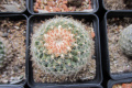 Pediocactus simpsonii RP 110