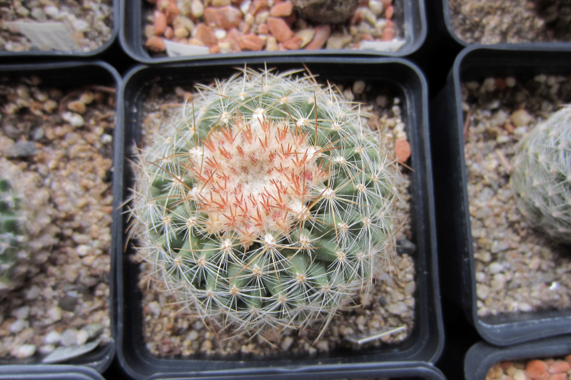 Файл:Pediocactus simpsonii RP110 20142603.JPG