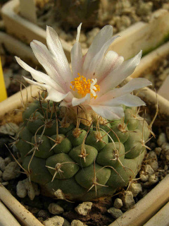Turbinicarpus lophophoroides 3.jpg