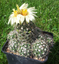 Coryphantha jalpanensis.jpg