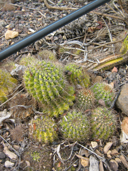 Файл:Echinopsis oxygona 5.jpg