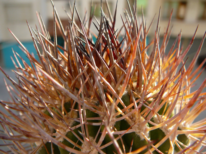 Файл:Eriosyce bulbocalyx 3.jpg