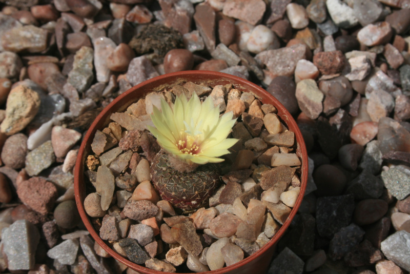 Файл:Frailea cataphracta 02.jpg