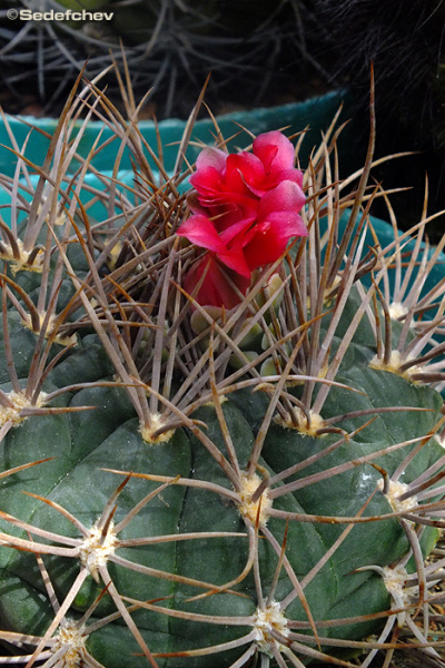 Файл:Gymnocalycium oenanthemum 3.jpg