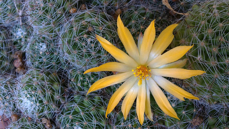 Файл:Mammillaria beneckei 4.jpg