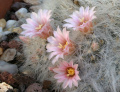 Mammillaria glassii 0.jpg