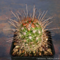 Mammillaria pondii subs. maritima 12098.jpg