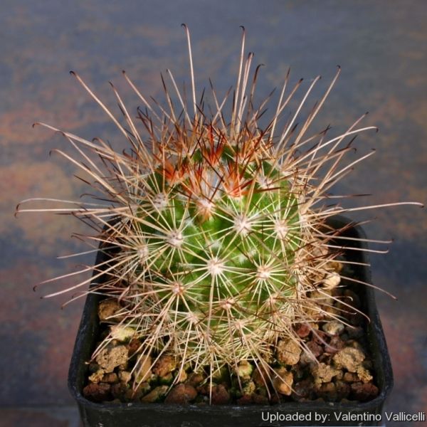 Файл:Mammillaria pondii subs. maritima 12098.jpg