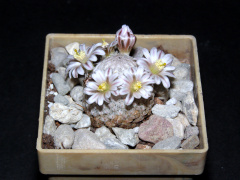 Mammillaria sanchez-mejoradae.JPG