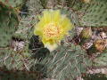 Opuntia aureispina