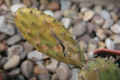 Opuntia decumbens 1b.jpg