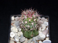 Sclerocactus johnsonii 3.JPG
