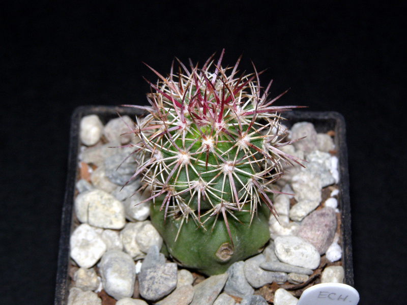 Файл:Sclerocactus johnsonii 3.JPG