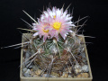 Thelocactus lausseri