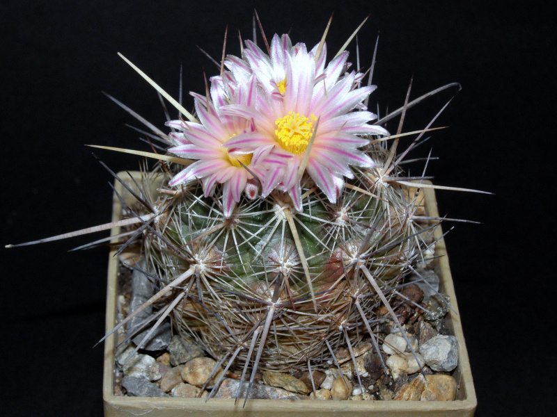 Файл:Thelocactus lausseri.JPG
