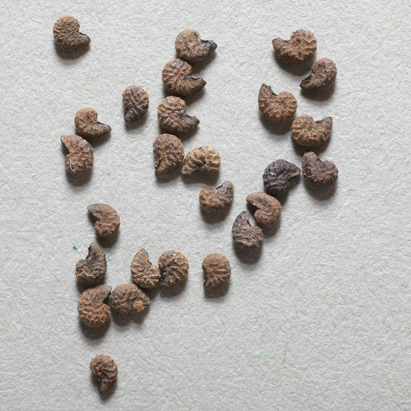 Файл:Austrocactus bertinii 75.JPG