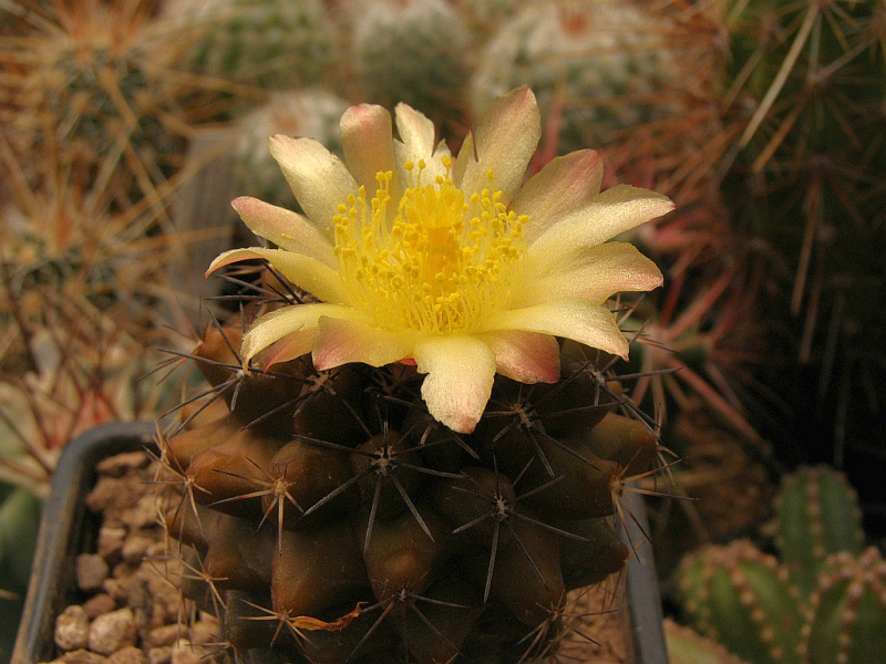 Файл:Copiapoa montana 3.jpg