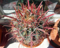 Ferocactus gracilis ssp. gracilis 5.JPG