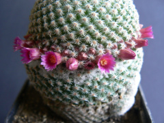 Mammillaria crucigera ssp. tlalocii.jpg