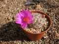 Mammillaria deherdtiana ssp. dodsonii
