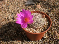 Mammillaria deherdtiana ssp. dodsonii.jpg