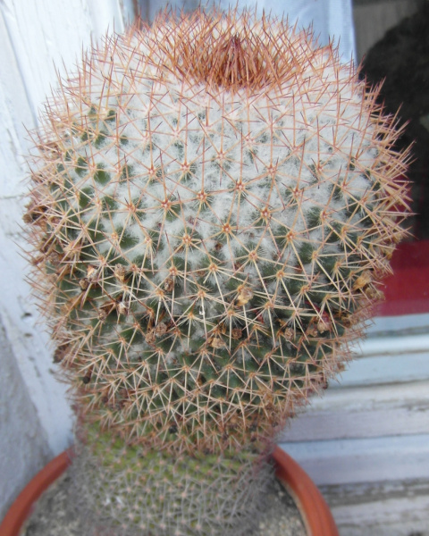 Файл:Mammillaria rhodantha.JPG
