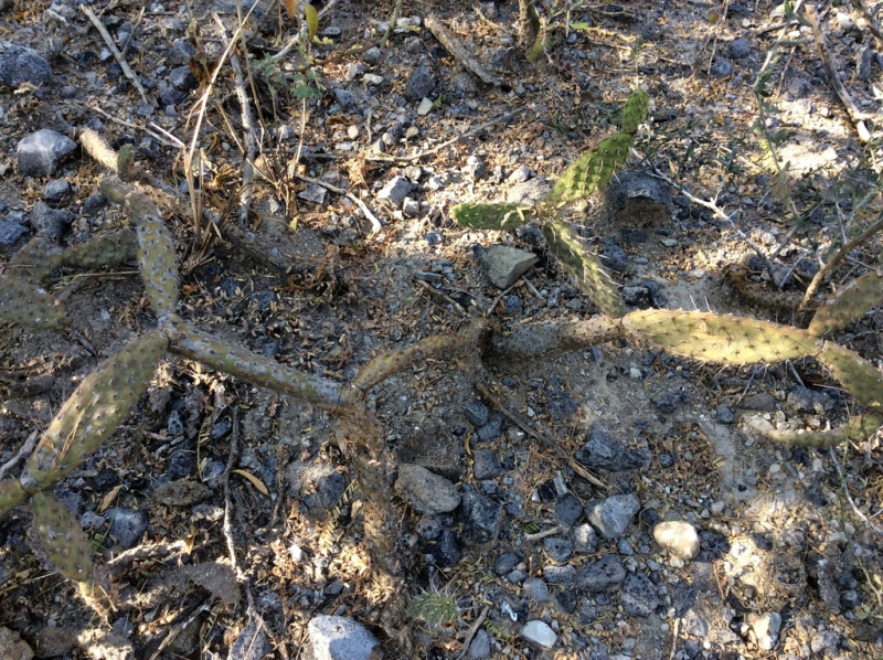 Файл:Opuntia parviclada.jpeg