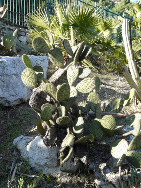 Файл:Opuntia scheeri 39798.jpg