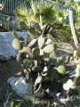 Opuntia scheeri 39798.jpg