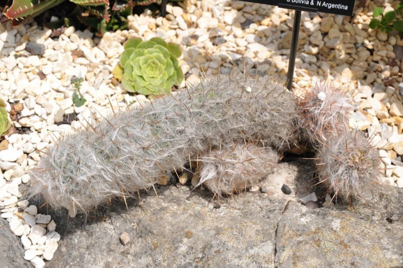 Файл:Oreocereus trollii 02.jpg