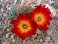 Rebutia canigueralii var. tarabucoensis WR 590