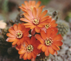 Rebutia ritteri.jpg