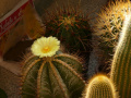 Astrophytum ornatum 1.jpg