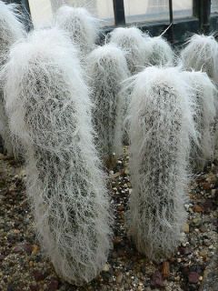 Cephalocereus senilis - wikipedia.jpg