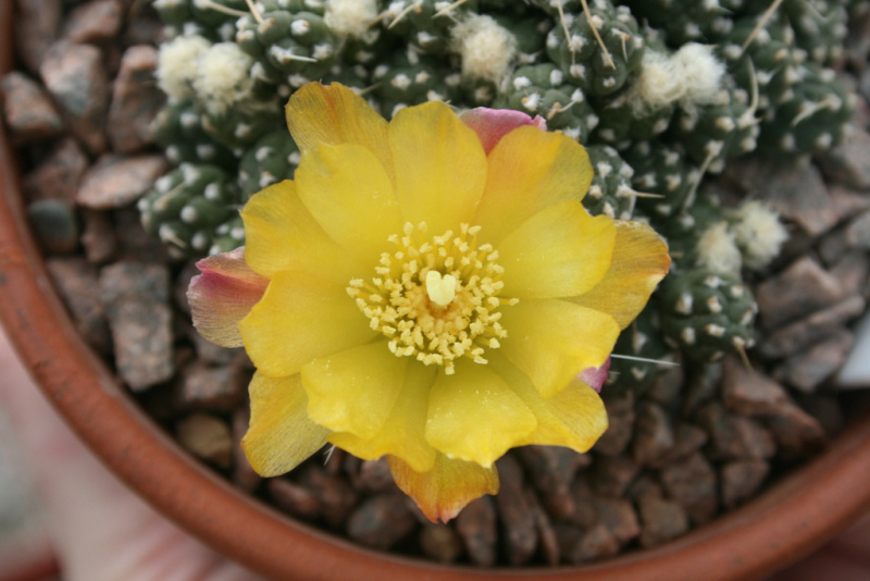 Файл:Cumulopuntia rossiana 2.jpg